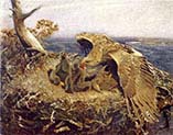 Sea Eagles Nest